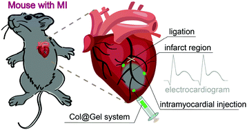 Graphical abstract: An injectable thermosensitive hydrogel loaded with an ancient natural drug colchicine for myocardial repair after infarction