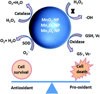 Graphical abstract: Crossover between anti- and pro-oxidant activities of different manganese oxide nanoparticles and their biological implications