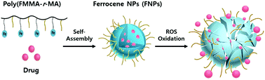 Graphical abstract: Reactive oxygen species (ROS)-responsive ferrocene-polymer-based nanoparticles for controlled release of drugs