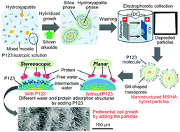 Graphical abstract: Synthesis of nanostructured silica/hydroxyapatite hybrid particles containing amphiphilic triblock copolymer for effectively controlling hydration layer structures with cytocompatibility