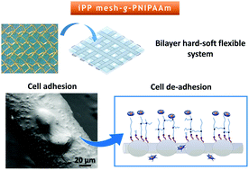 Graphical abstract: Polypropylene mesh for hernia repair with controllable cell adhesion/de-adhesion properties