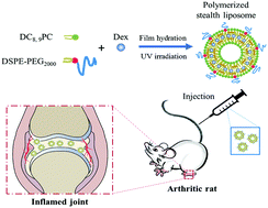 Graphical abstract: Improving the anti-inflammatory efficacy of dexamethasone in the treatment of rheumatoid arthritis with polymerized stealth liposomes as a delivery vehicle