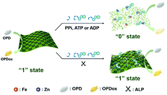 Graphical abstract: Phosphate-responsive 2D-metal–organic-framework-nanozymes for colorimetric detection of alkaline phosphatase