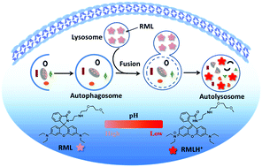 Graphical abstract: Visual monitoring of the lysosomal pH changes during autophagy with a red-emission fluorescent probe