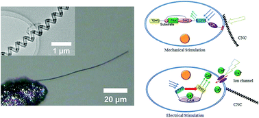 Graphical abstract: A carbon nanocoil-based flexible tip for a live cell study of mechanotransduction and electro-physiological characteristics