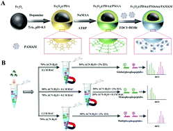 Graphical abstract: PAMAM–PMAA brush-functionalized magnetic composite nanospheres: a smart nanoprobe with tunable selectivity for effective enrichment of mono-, multi-, or global phosphopeptides