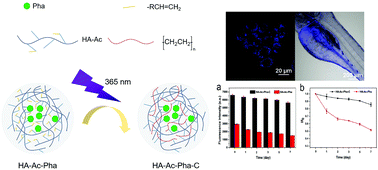 Graphical abstract: A novel cross-linked nanoparticle with aggregation-induced emission properties for cancer cell imaging