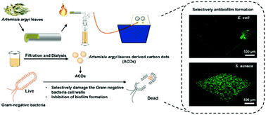 Graphical abstract: Selective inactivation of Gram-negative bacteria by carbon dots derived from natural biomass: Artemisia argyi leaves