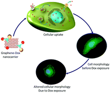 Graphical abstract: Cell deformation and acquired drug resistance: elucidating the major influence of drug-nanocarrier delivery systems
