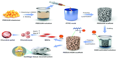 Graphical abstract: A novel elastic and controlled-release poly(ether-ester-urethane)urea scaffold for cartilage regeneration