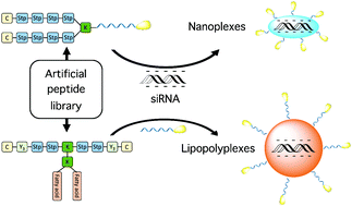 Graphical abstract: Artificial peptides for antitumoral siRNA delivery