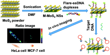 Graphical abstract: Rapid, facile, reagentless, and room-temperature conjugation of monolayer MoS2 nanosheets with dual-fluorophore-labeled flares as nanoprobes for ratiometric sensing of TK1 mRNA in living cells