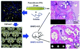 Graphical abstract: Nanoclay-functionalized 3D nanofibrous scaffolds promote bone regeneration