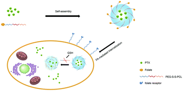 Graphical abstract: Glutathione-sensitive and folate-targeted nanoparticles loaded with paclitaxel to enhance oral squamous cell carcinoma therapy