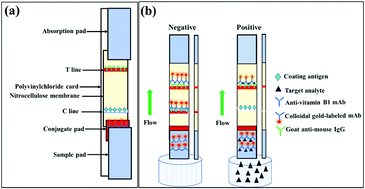 Graphical abstract: Production of a monoclonal antibody for the detection of vitamin B1 and its use in an indirect enzyme-linked immunosorbent assay and immunochromatographic strip