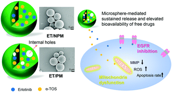 Graphical abstract: Poly(ester-thioether) microspheres co-loaded with erlotinib and α-tocopheryl succinate for combinational therapy of non-small cell lung cancer