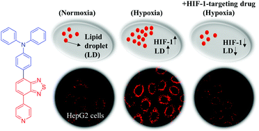 Graphical abstract: A lipophilic AIEgen for lipid droplet imaging and evaluation of the efficacy of HIF-1 targeting drugs