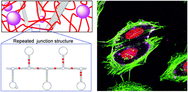 Graphical abstract: Designer DNA–silica/carbon nanotube nanocomposites for traceable and targeted drug delivery