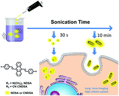 Graphical abstract: Fluorescent nanorods based on 9,10-distyrylanthracene (DSA) derivatives for efficient and long-term bioimaging