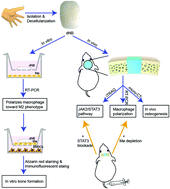 Graphical abstract: Human nail bed extracellular matrix facilitates bone regeneration via macrophage polarization mediated by the JAK2/STAT3 pathway