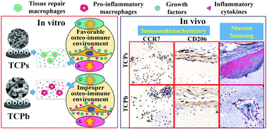 Graphical abstract: Macrophage polarization plays roles in bone formation instructed by calcium phosphate ceramics