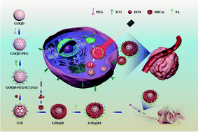 Graphical abstract: A RBC membrane-camouflaged biomimetic nanoplatform for enhanced chemo-photothermal therapy of cervical cancer