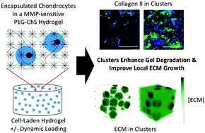 Graphical abstract: Spatiotemporal neocartilage growth in matrix-metalloproteinase-sensitive poly(ethylene glycol) hydrogels under dynamic compressive loading: an experimental and computational approach