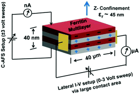 Graphical abstract: Long-range solid-state electron transport through ferritin multilayers