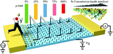 Graphical abstract: A promising strategy to tune the Schottky barrier of a MoS2(1−x)Se2x/graphene heterostructure by asymmetric Se doping