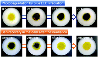 Graphical abstract: Complete self-recovery of photoluminescence of photodegraded cesium lead bromide quantum dots