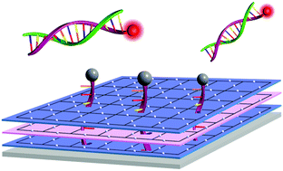 Graphical abstract: The effect of pore size and layer number of metal–porphyrin coordination nanosheets on sensing DNA