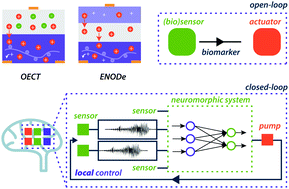 Graphical abstract: Towards organic neuromorphic devices for adaptive sensing and novel computing paradigms in bioelectronics