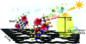 Graphical abstract: Boosting the photocatalytic activity of graphite carbon nitride by designing novel MoS2–transition metal heterojunction cocatalysts