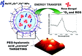 Graphical abstract: On the interaction between up-converting NaYF4:Er3+,Yb3+ nanoparticles and Rose Bengal molecules constrained within the double core of multifunctional nanocarriers