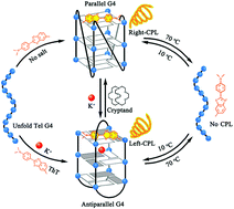 Graphical abstract: G-quadruplex DNA regulates invertible circularly polarized luminescence