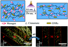 Graphical abstract: Reusable gold nanorod/liquid crystalline elastomer (GNR/LCE) composite films with UV-triggered dynamic crosslinks capable of micropatterning and NIR actuation