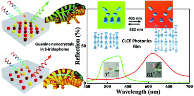 Graphical abstract: Bio-inspired design of active photo-mechano-chemically dual-responsive photonic film based on cholesteric liquid crystal elastomers