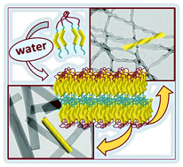 Graphical abstract: Towards supramolecular nanostructured materials: control of the self-assembly of ionic bent-core amphiphiles