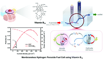 Graphical abstract: The effect of a vitamin B12 based catalyst on hydrogen peroxide oxidation reactions and the performance evaluation of a membraneless hydrogen peroxide fuel cell under physiological pH conditions