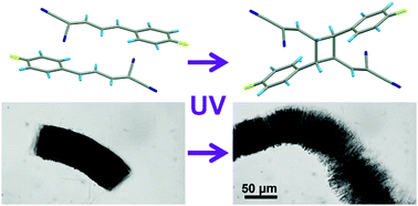Graphical abstract: Photomechanical molecular crystals and nanowire assemblies based on the [2+2] photodimerization of a phenylbutadiene derivative