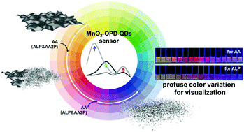 Graphical abstract: Multi-emitting fluorescence sensor of MnO2–OPD–QD for the multiplex and visual detection of ascorbic acid and alkaline phosphatase