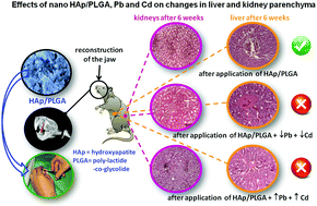 Graphical abstract: Effects of hydroxyapatite@poly-lactide-co-glycolide nanoparticles combined with Pb and Cd on liver and kidney parenchyma after the reconstruction of mandibular bone defects