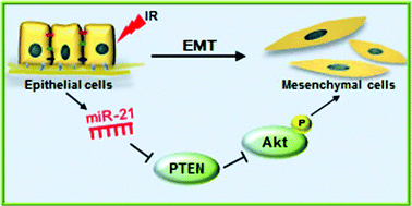 Graphical abstract: MiRNA-21 functions in ionizing radiation-induced epithelium-to-mesenchymal transition (EMT) by downregulating PTEN