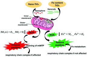 Graphical abstract: Study of mitochondrial swelling, membrane fluidity and ROS production induced by nano-TiO2 and prevented by Fe incorporation
