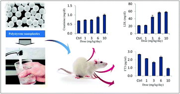 Graphical abstract: Thyroid endocrine status and biochemical stress responses in adult male Wistar rats chronically exposed to pristine polystyrene nanoplastics