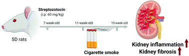 Graphical abstract: Cigarette smoke inhalation aggravates diabetic kidney injury in rats