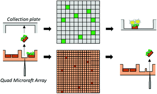 Graphical abstract: Microraft array-based platform for sorting of viable microcolonies based on cell-lethal immunoassay of intracellular proteins in microcolony biopsies