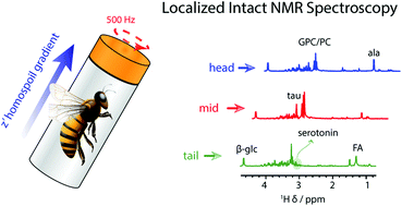 Graphical abstract: Intact NMR spectroscopy: slow high-resolution magic angle spinning chemical shift imaging