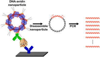 Graphical abstract: Neutral DNA–avidin nanoparticles as ultrasensitive reporters in immuno-PCR