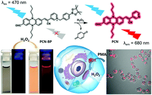 Graphical abstract: A NIR fluorescent probe based on phenazine with a large Stokes shift for the detection and imaging of endogenous H2O2 in RAW 264.7 cells